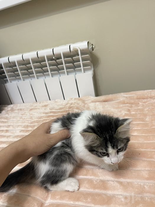 Отдам котят в добрые руки бесплатно