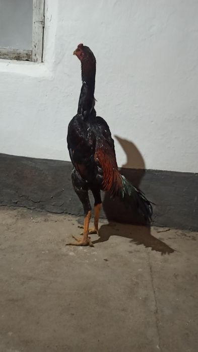 20-aprelda chiqqan joʻjalar sotiladi hali qichqirmagan