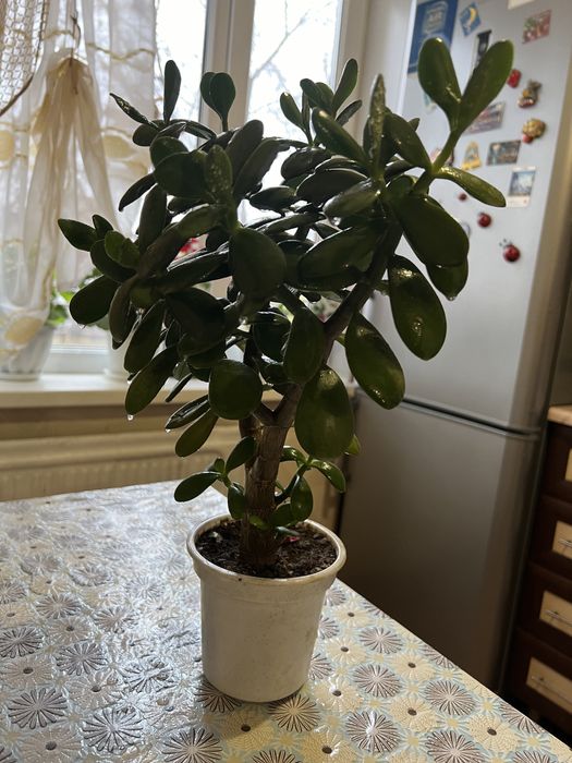 Денежное дерево. Комнатное