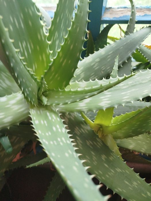 Алоэ Вера, Денежное дерево!