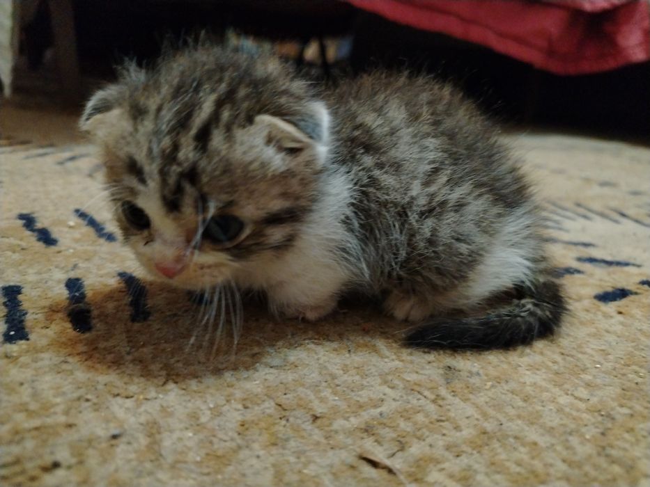 котята бесплатно в добрые руки