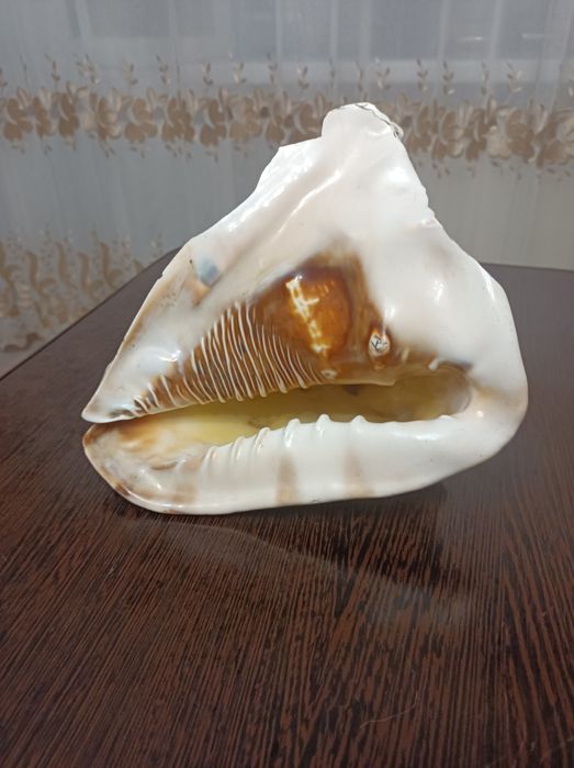 Ракушка черноморская