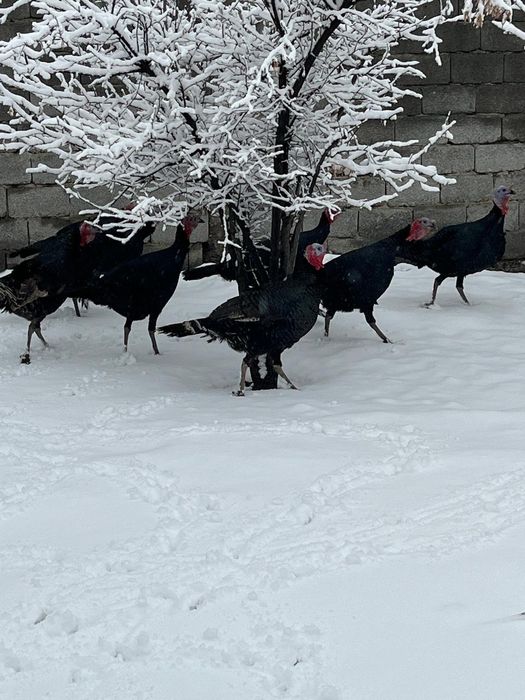 Индюки самцы.    ,