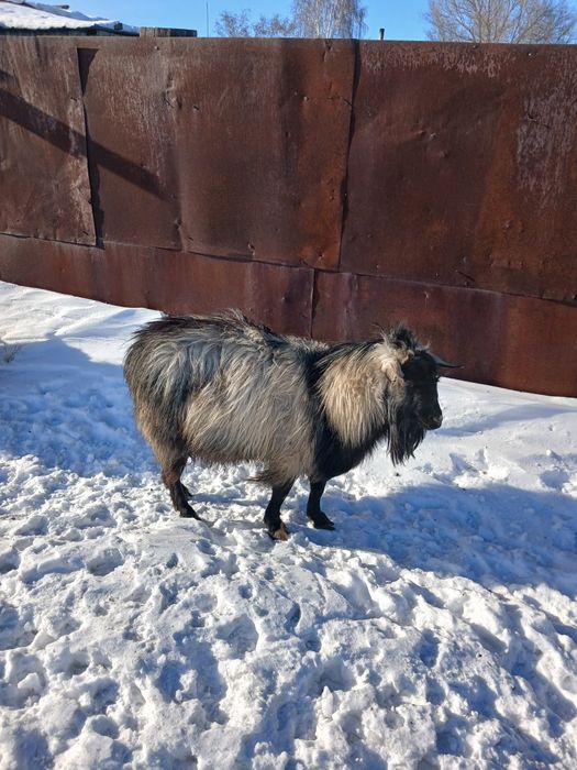 Козы Теке сатылады