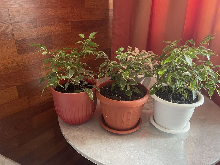 Ухоженные цветы.