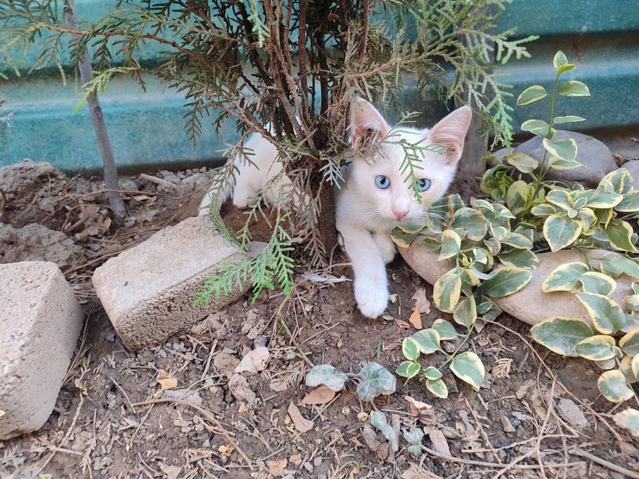 Котенок в добрые руки