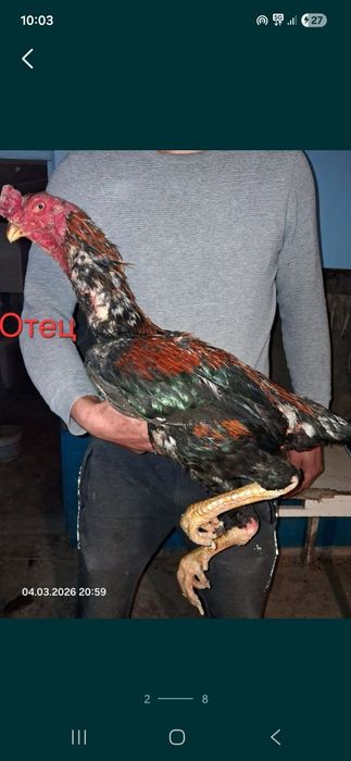 Продам цыплят бойцовые