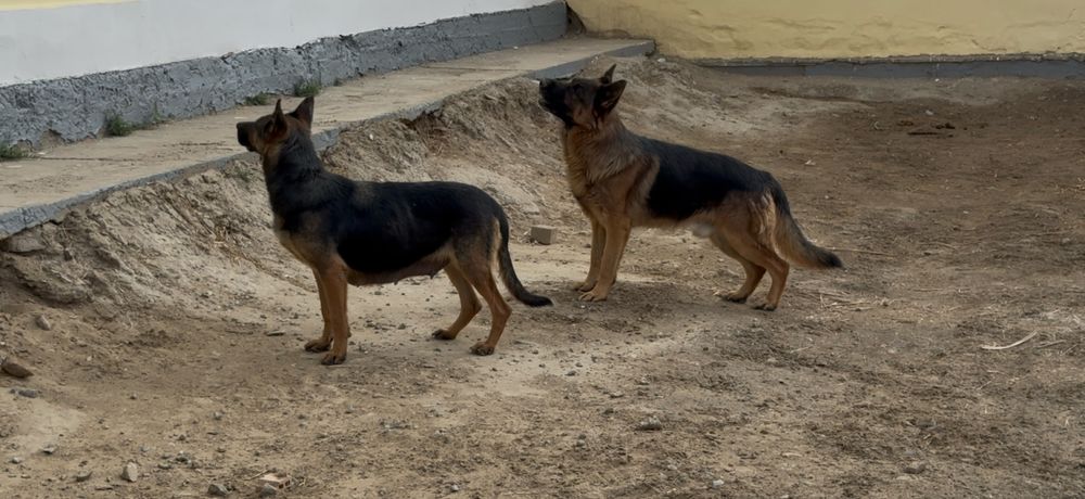 Немецкая овчарка щенок
