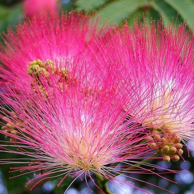 Albizia - Arbore de mătase