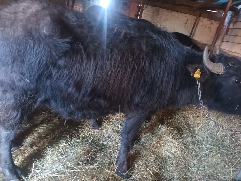 Vind 2 juninci de bivol afata 7-8luni și o juninca afata 4 luni cu 7