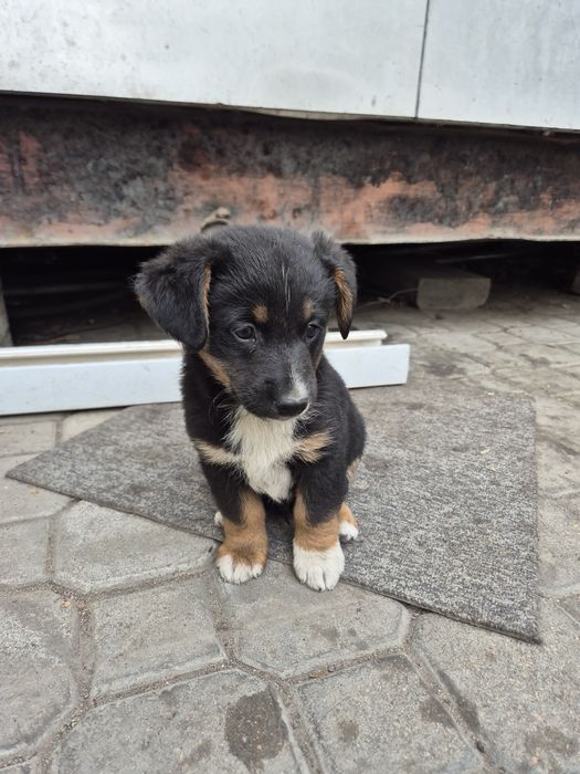 Пристраиваются щеночки