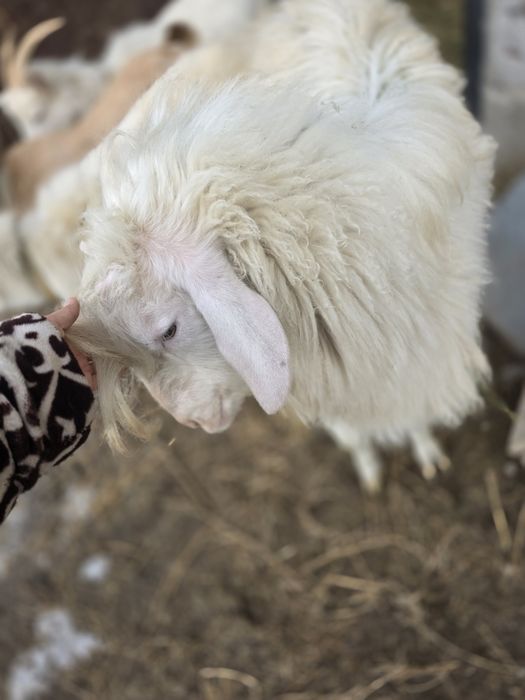Продается безрогий козел ангорского типа