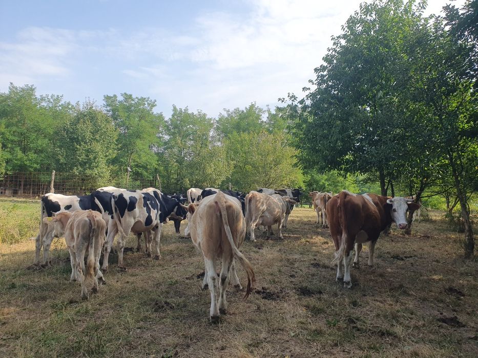 Vind vaci gestante, juninci, viței, tauri