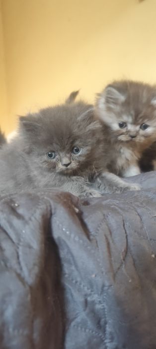 Персийски бебета