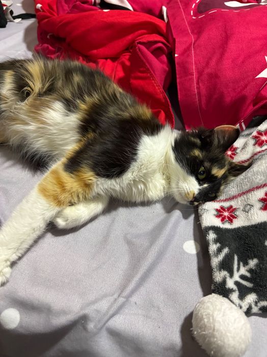 Pisica calico cred nu se știe sigur rasa