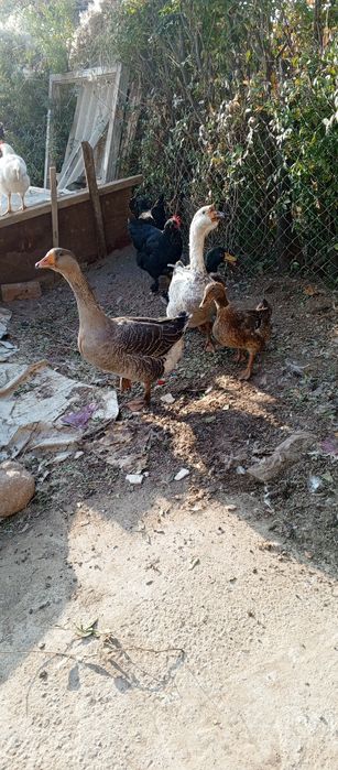 Гоз и ордак  4тасыны бырга срочно сотаман