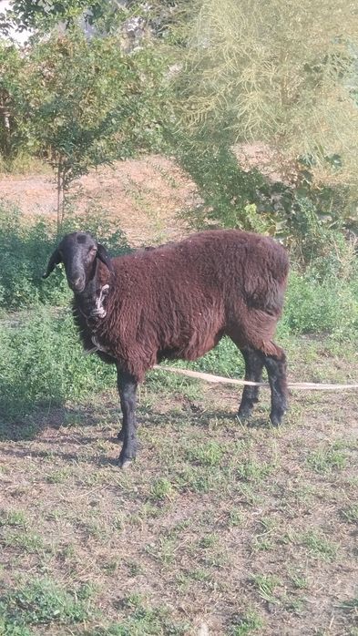 Когон шахарда кучкор бара