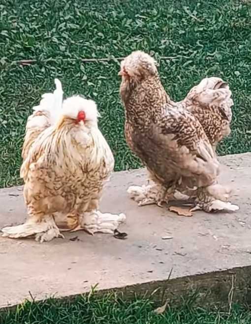 Familie Australorp negru rasa pura 2+1.  Cocosi motate si barboase