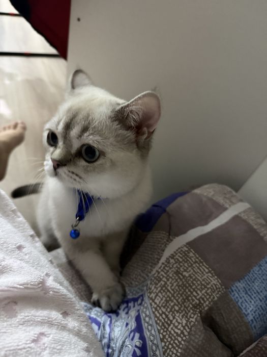 Кот продается пишите здесь