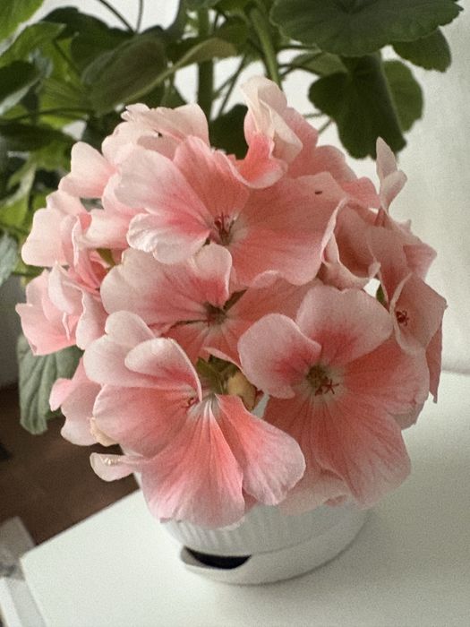 Продам герань цветущая