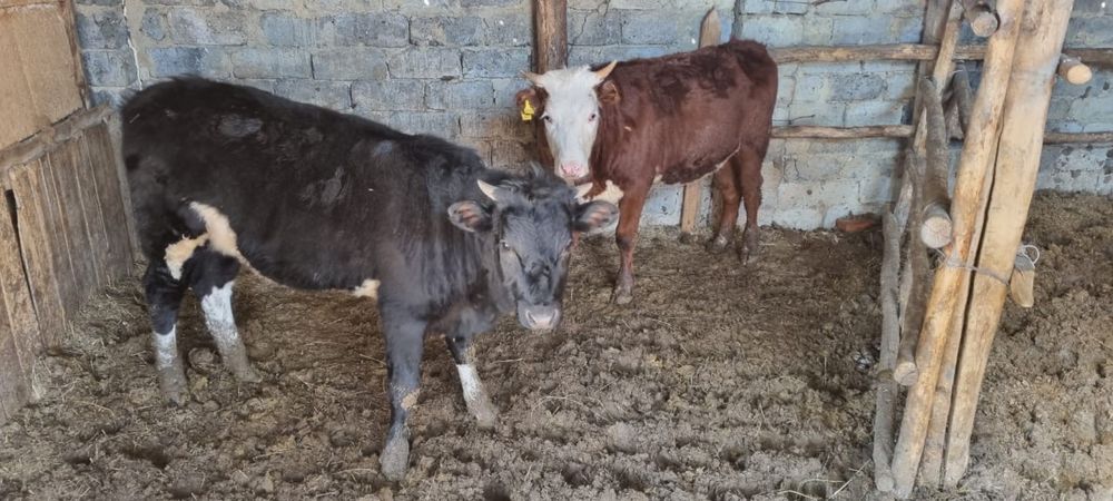 Продам откромленных телок