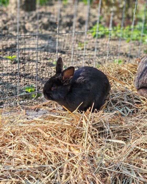 Vând iepurași, aproximativ 2 luni