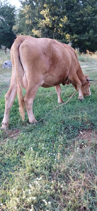 Vacă balțată Românească