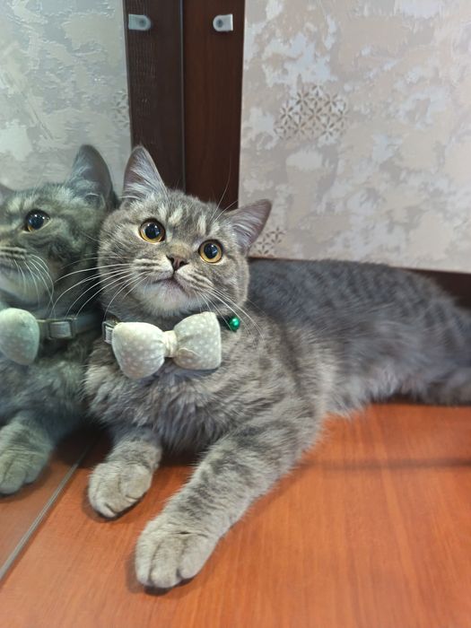 Seriy zotdor mushukcha