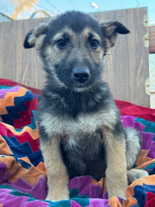 Маленькое счастье ищет дом