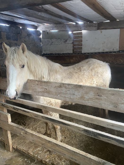 Продам лошадь откорм