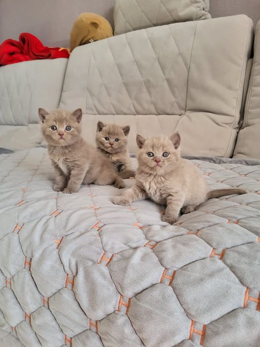 Котята Британской Породы.
