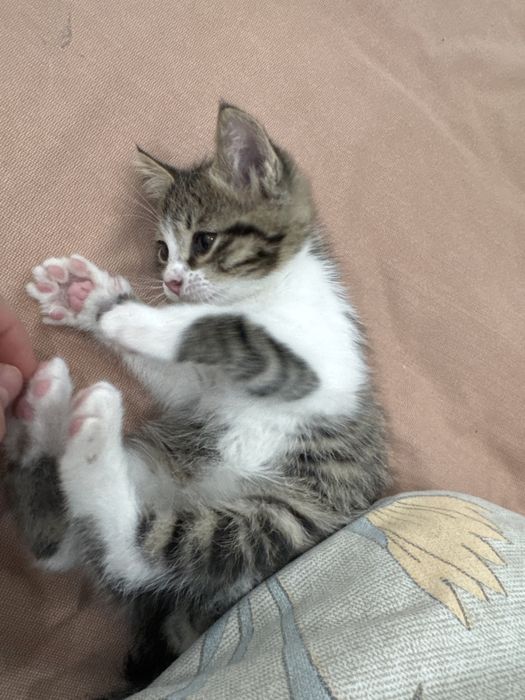 Отдам в хорошие руки