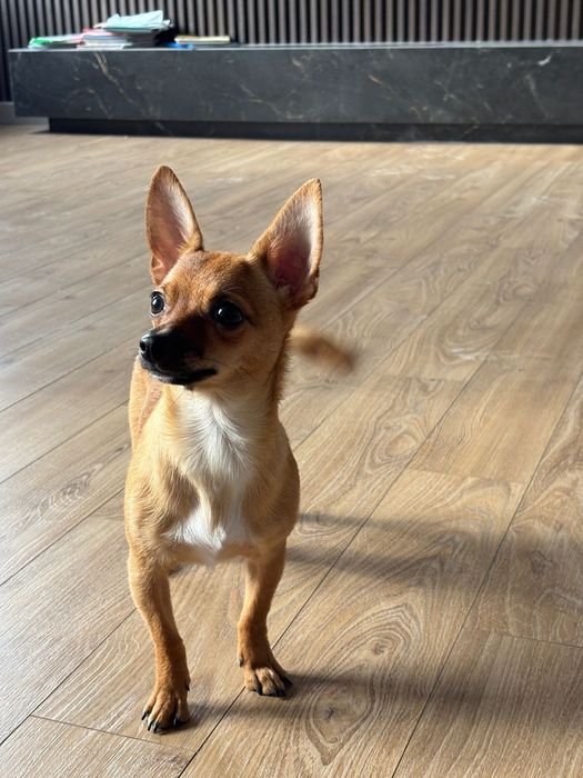 Собака Чихуахуа .