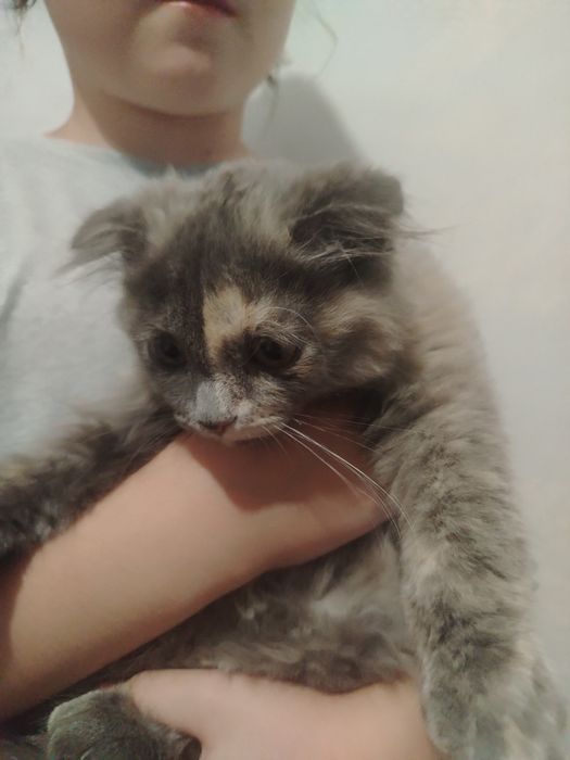 Котенок ищет дом. Девочка 3-4 месяца