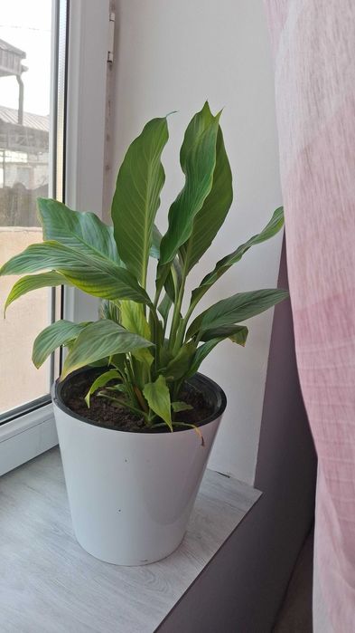 Комнатные цветы,