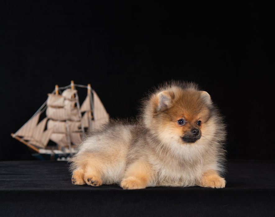 Щенок шпица, готов к переезду