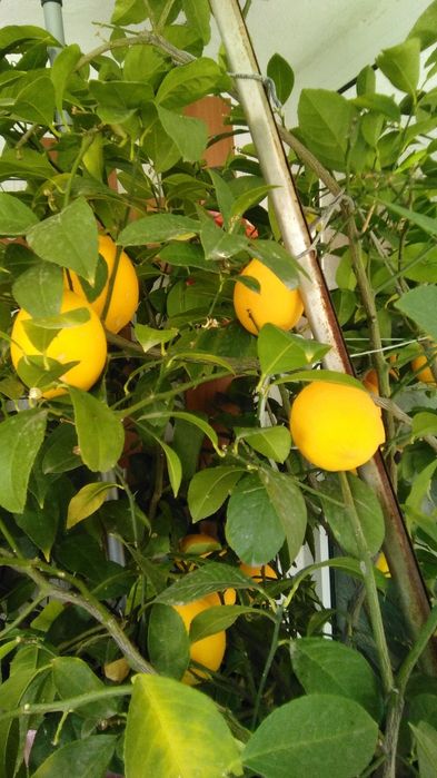 Продавам Узбешки лимони (лимон-портокал). Цени по договаряне