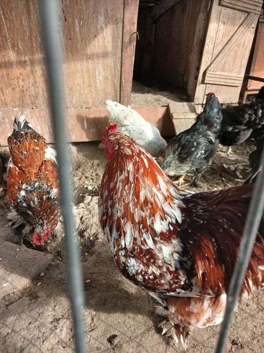 Cocoș  brathma portelan