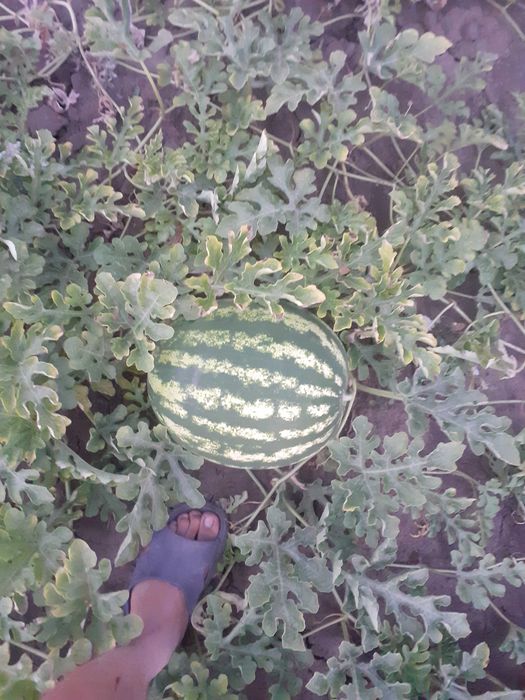 Pepeni de vanzare ,Sageata