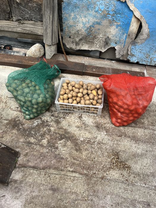 Продам семена,сорт Павлодарский