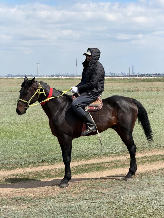 Ат сатылады 8 жасар