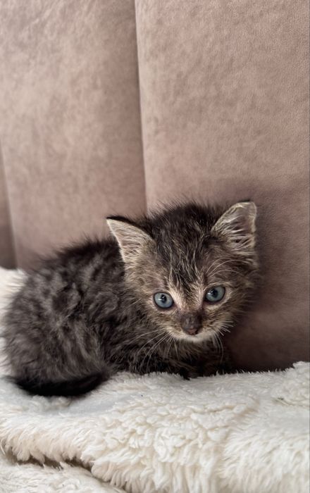 Отдам котенка мальчика
