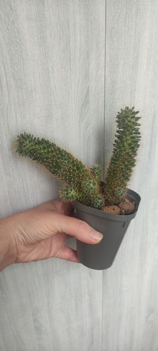 Кактусы маммилярия