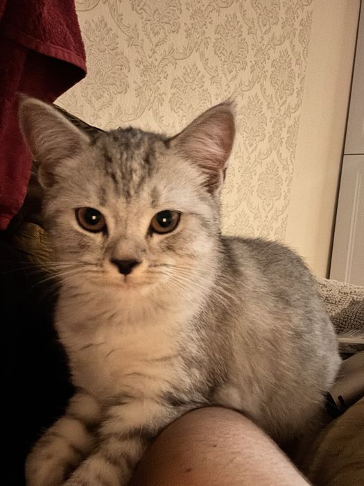Отдам котенка  в хорошие  руки