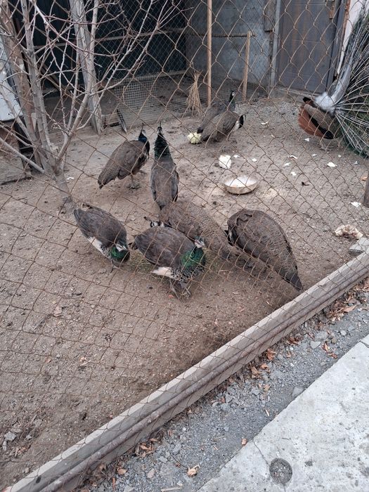 Продам павлинов молодняк