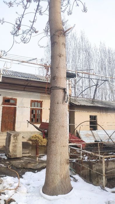 Pavloniya daraxti 5yillik