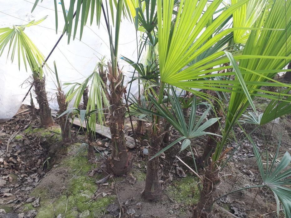 Palma gullar andijon