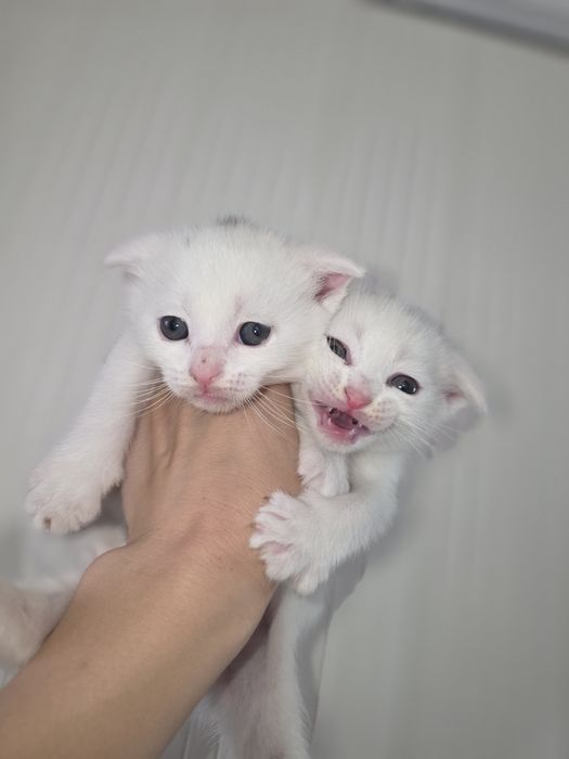 Продам 5 котят  полу вислоухии