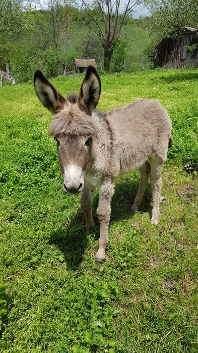 vând lapte de magarita