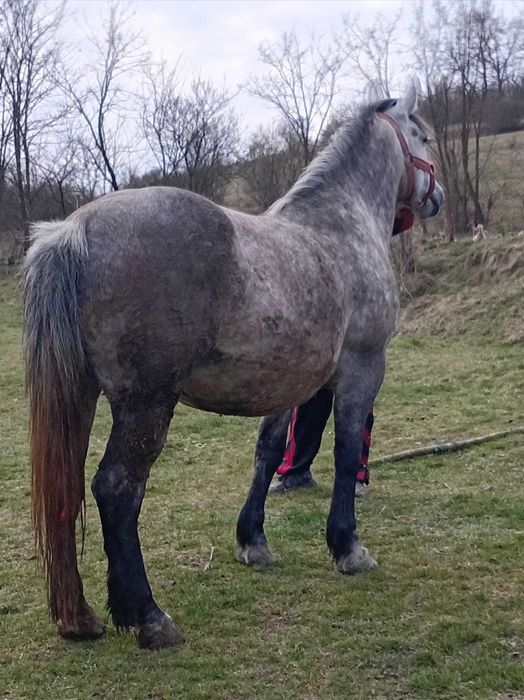 Vand iapa de 5 ani cu acte gestanta